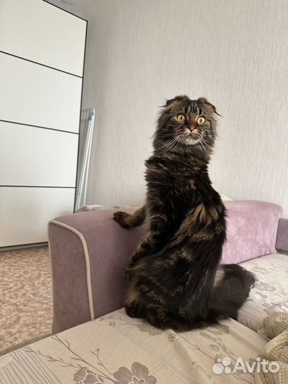 Кошка