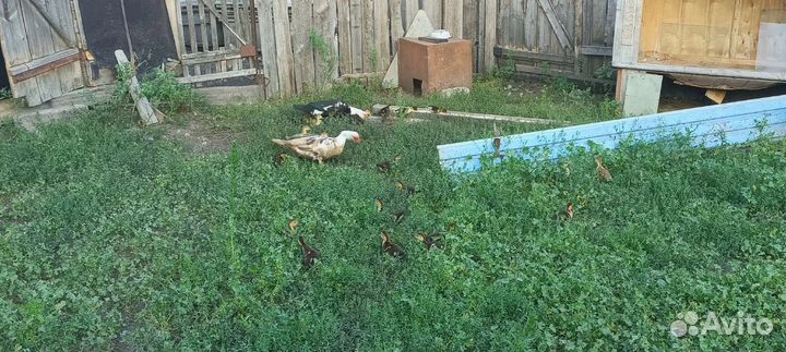 Продаются утята и индоутята