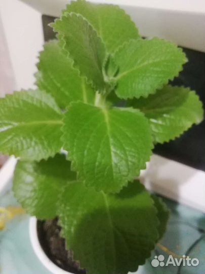 Комнатная мята