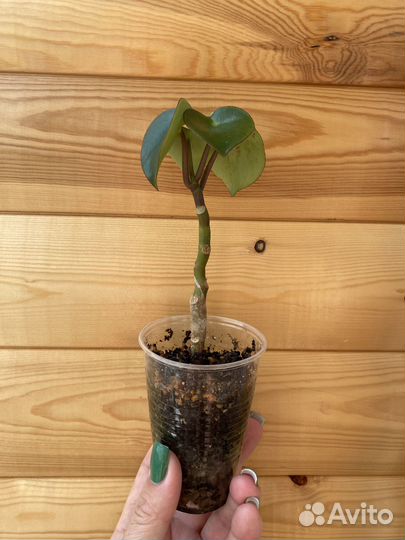 Пеперомия рейндроп