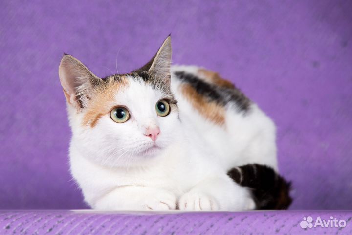 Кошечка Яночка ищет любящую семью