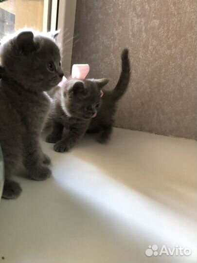 Британские котята