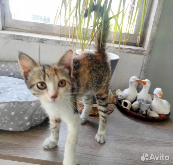 Котята мальчик и девочка