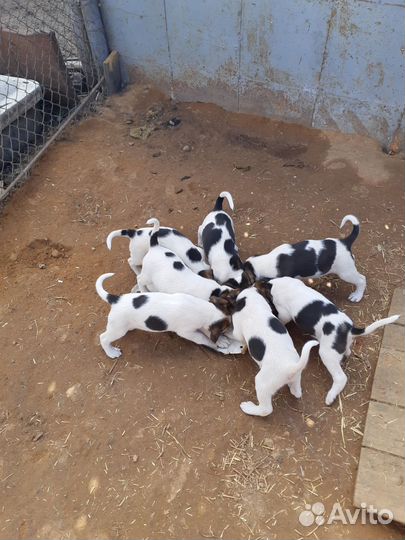 Щенки рпг 1 месяц