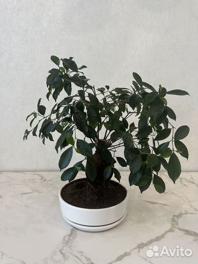 Фикус микрокарпа Гинсенг