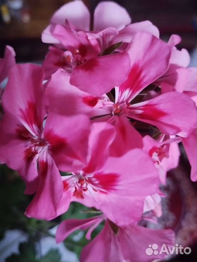 Комнатные цветы