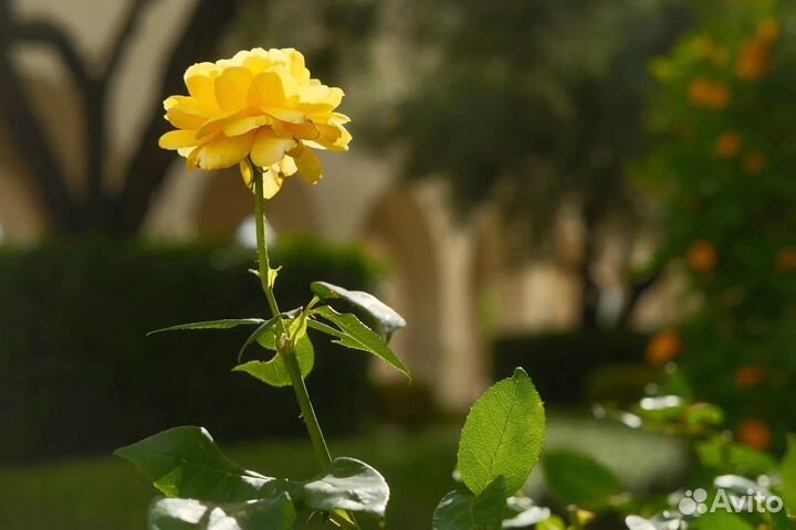 Художественная фотосессия, tfp