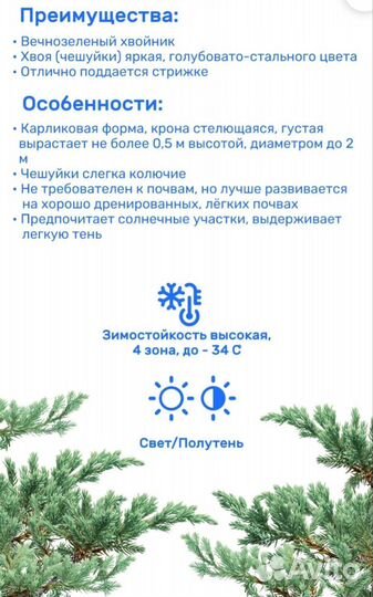 Можжевельник