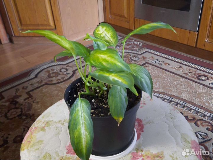 Диффенбахия кустовая