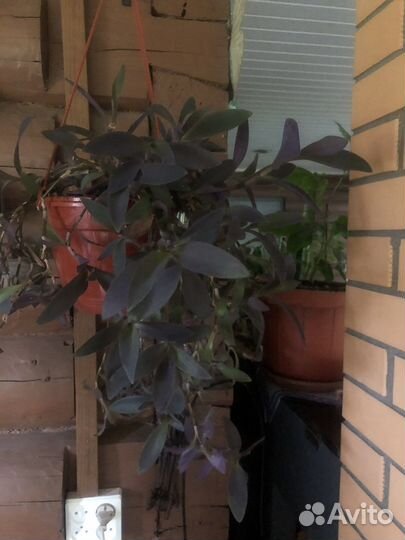 Комнатные растения