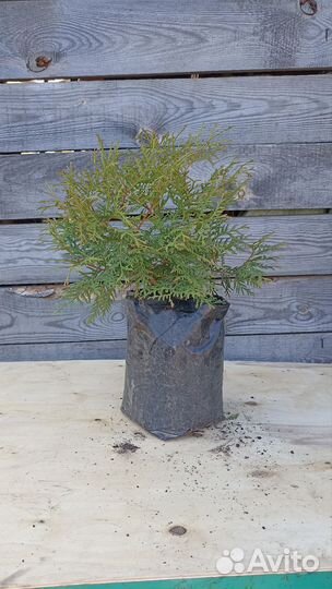 Туи шаровидные