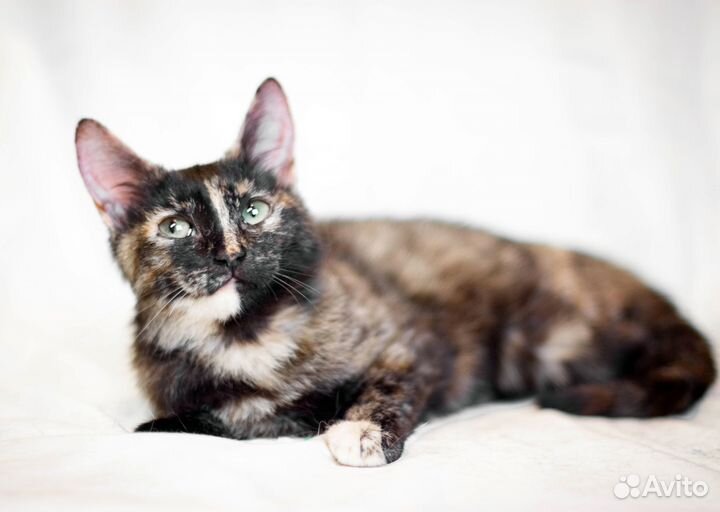 Кошечка подкидыш ждёт свою семью