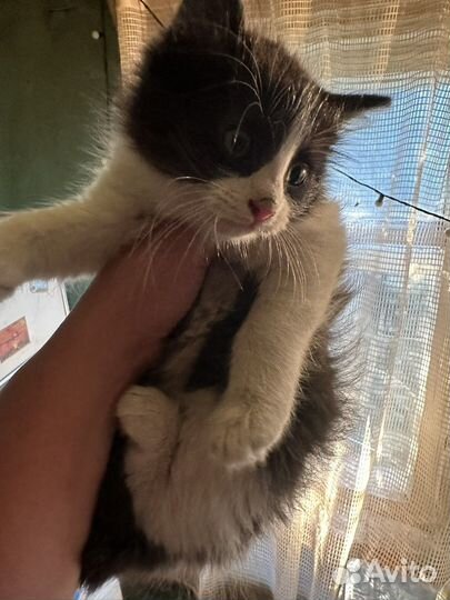 Котенок мальчик