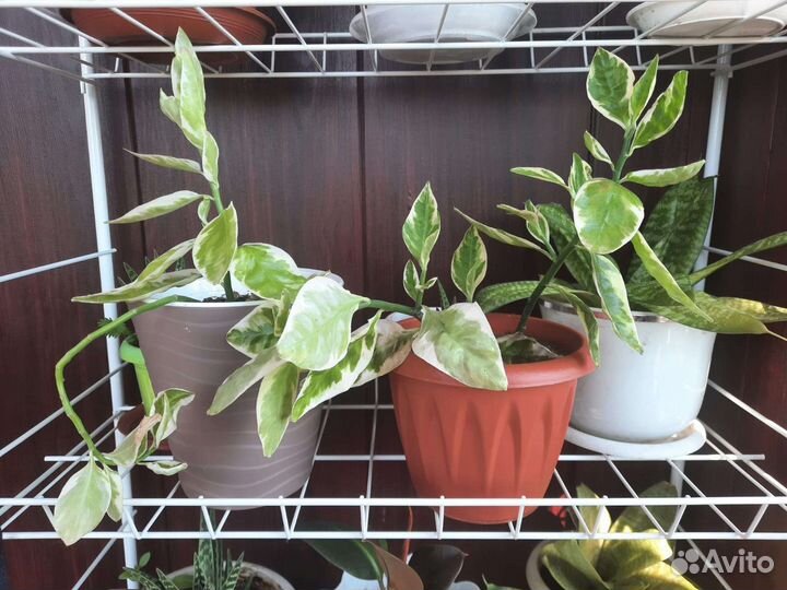 Комнатный цветок педилантус