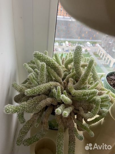 Кактус, лимон и другие домашние цветы