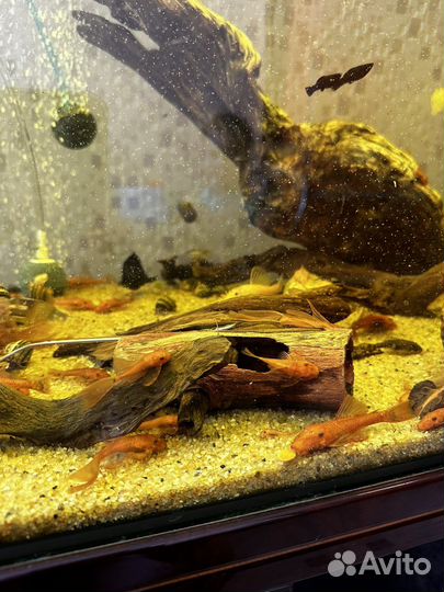 Анциструсы super ред