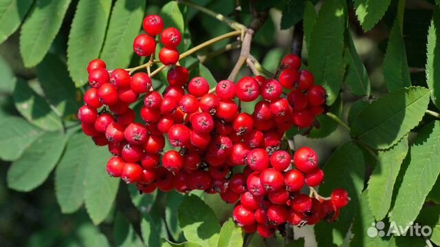 Саженцы рябина красная,черная и другие