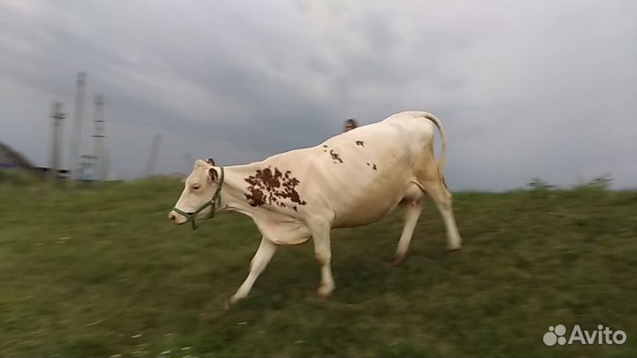 Искусственное осеменение