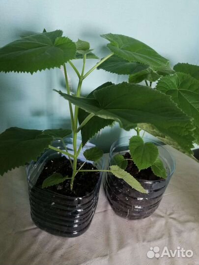 Саженцы Адамова дерева