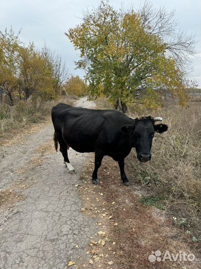 Корова стельная дойная