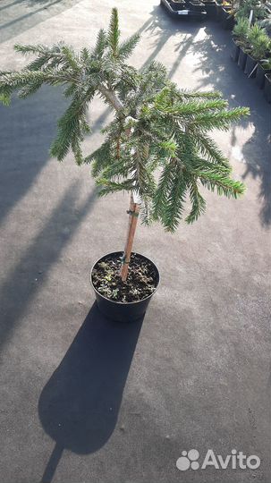 Ель обыкновенная Formanek на штамбе