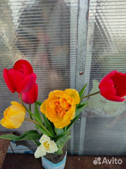 Растения многолетние разные