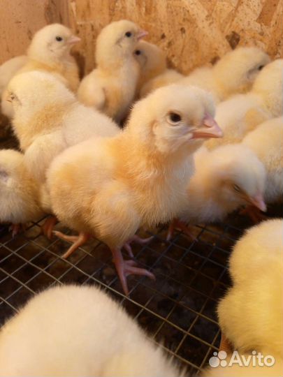 Цыплята бройлеры кобб 500