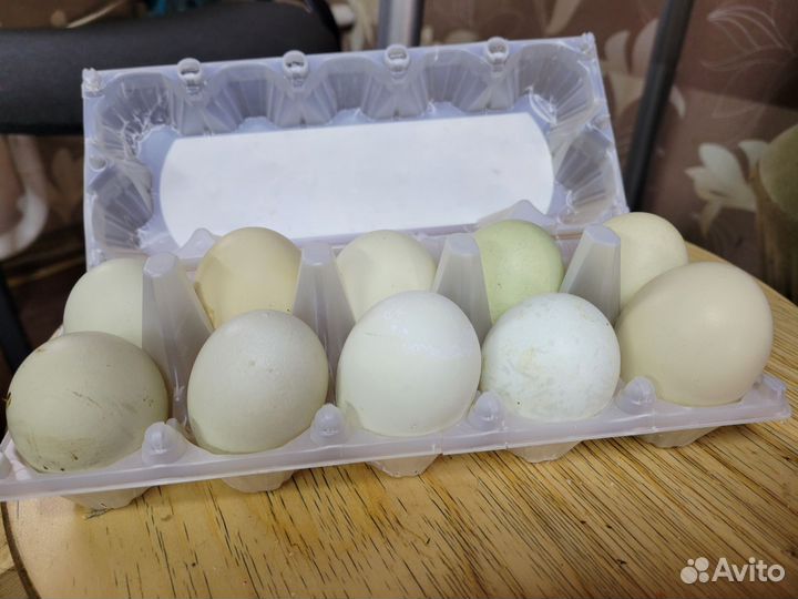 Яйцо куриное