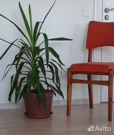 Драцена. Юкка. Папирус