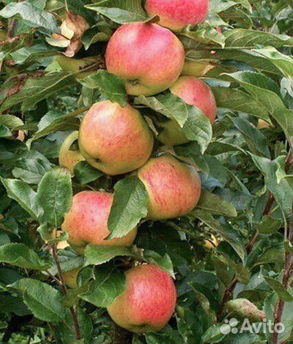 Саженцы плодовых, ягодных и декоративных культур