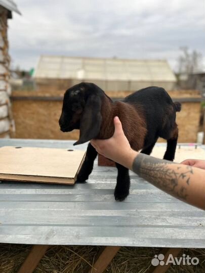 Козы и козлята камори, камерунские