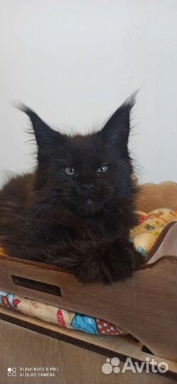 Котята Мейн-кун - питомник