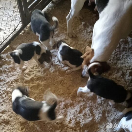 Щенки русской пегой гончей