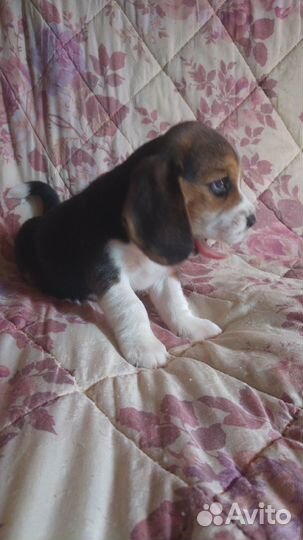 Щенок (бигль)