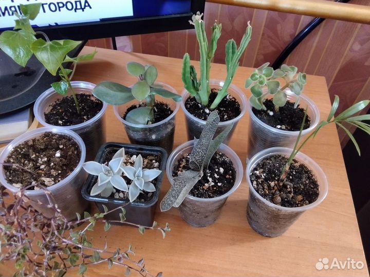 Комнатные растения набор