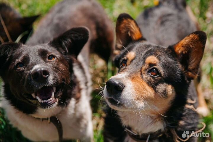 Собаки и щенки из приюта в добрые руки