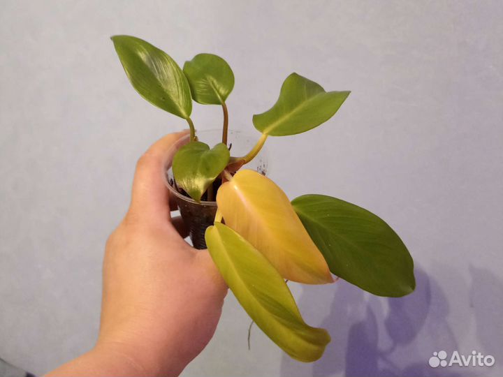 Филодендрон и Хоя