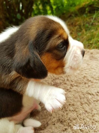 Щенки бигль