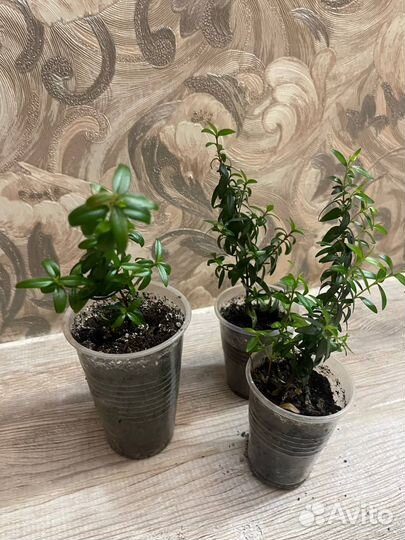 Мирт комнатный цветок