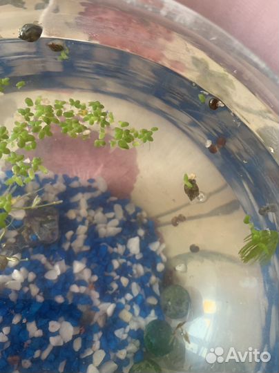 Улитки аквариумные