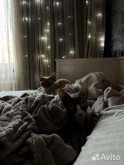 Передержка животных