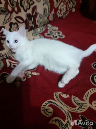 Кошки - котята,белая турецкая и русская пушистая