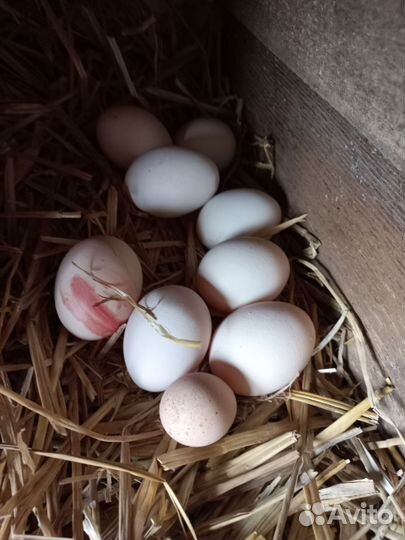 Домашние куриные яйца