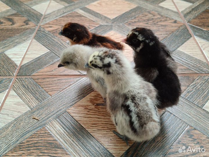 Цыплята лакеданзи,ухейилюй,амераукан,виандот