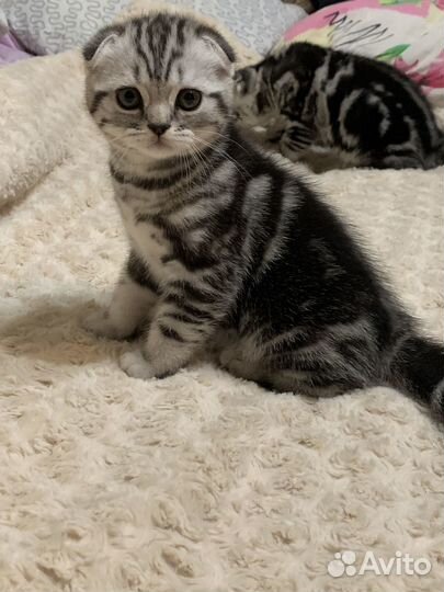 Шотландские мраморные котята