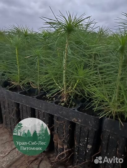 Зкс и окс Сосна Ель Лиственница сеянцы Голуб горн