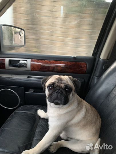 Мопс на вязку