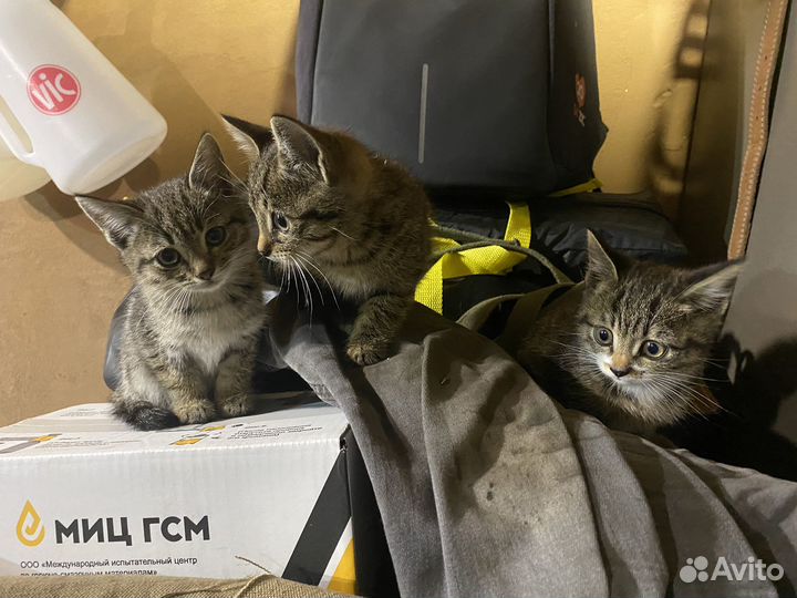 Котята в добрые руки