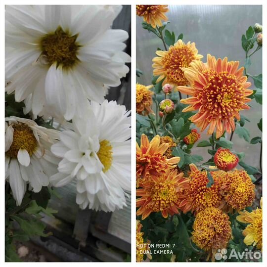 Хризантемы