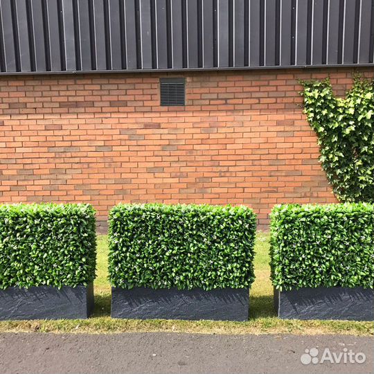 Живая изгородь из самшита-буксус